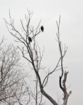 Bald Eagles 5997